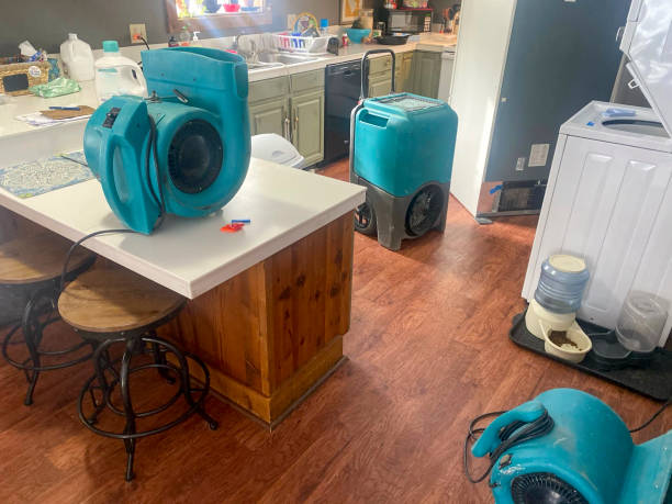 Best Mold removal after water damage  in Thompson, ND